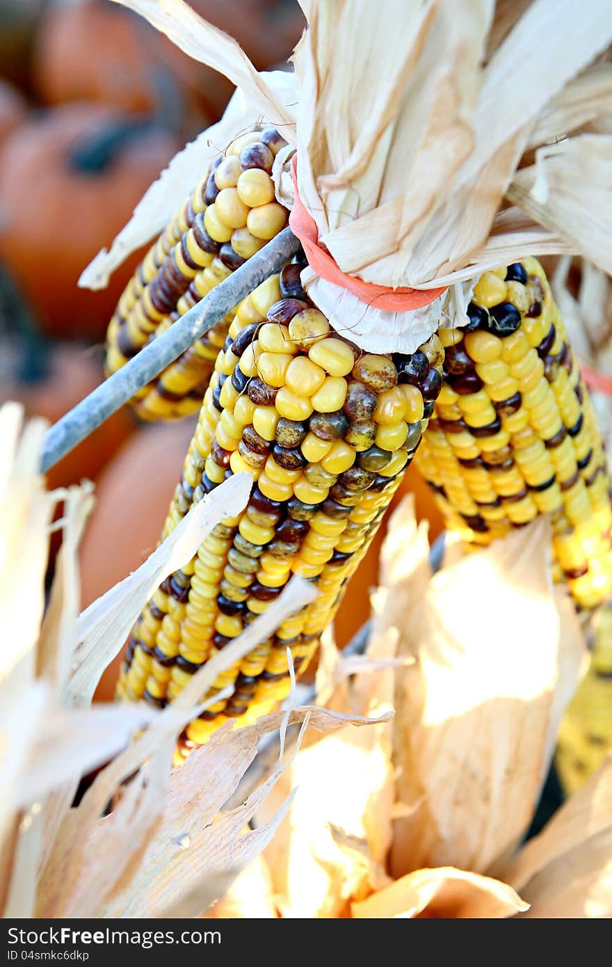 Bunch of yellow Indian corn.