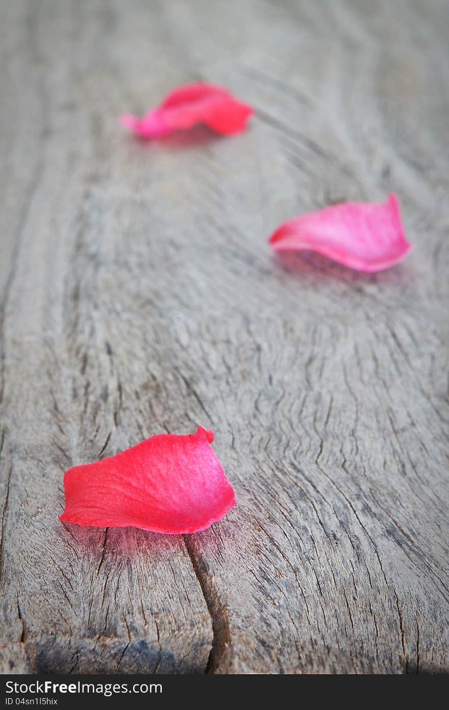 Petals of pink roses on a wooden texture.