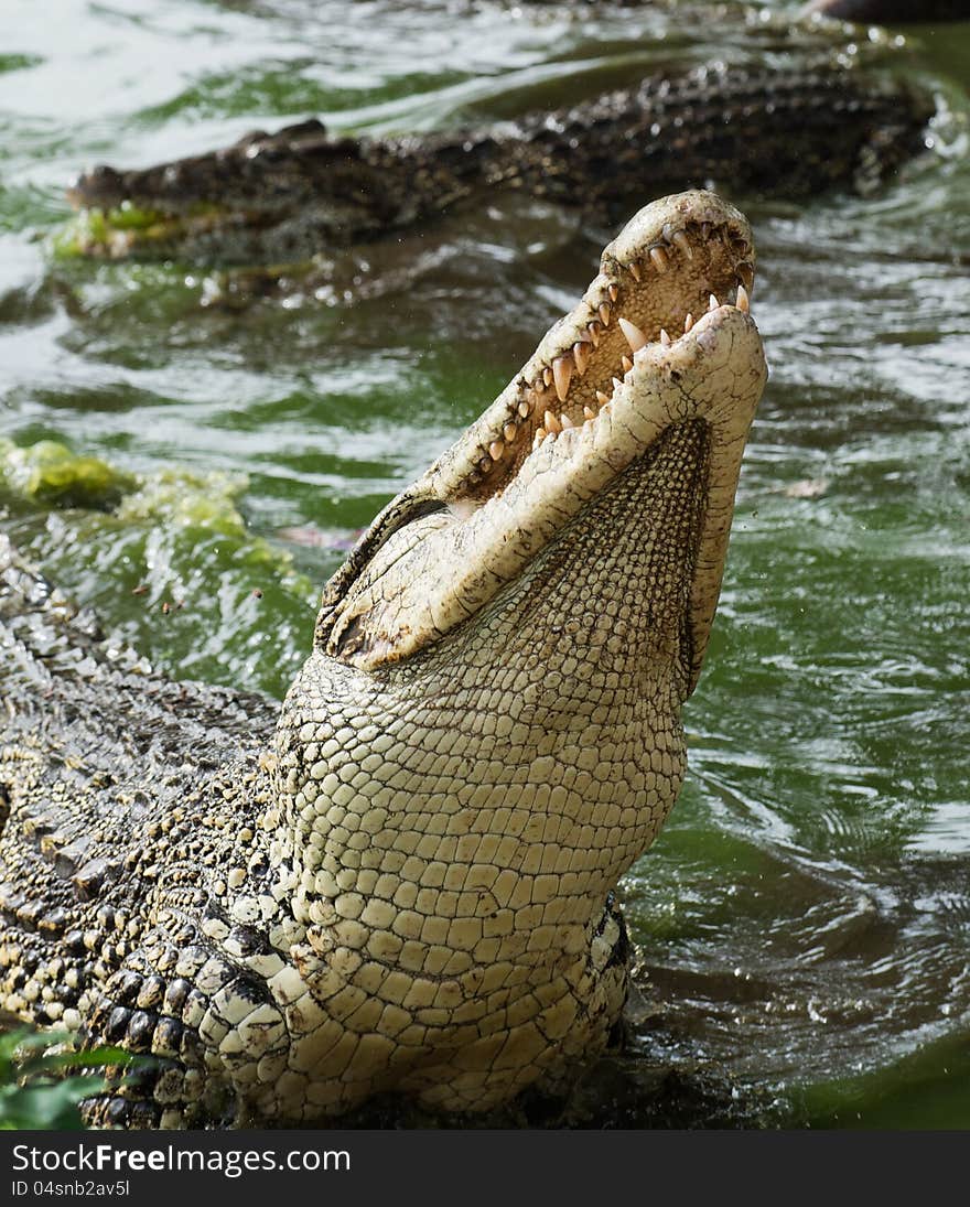 Mouth and teeth of the Cuban crocodile