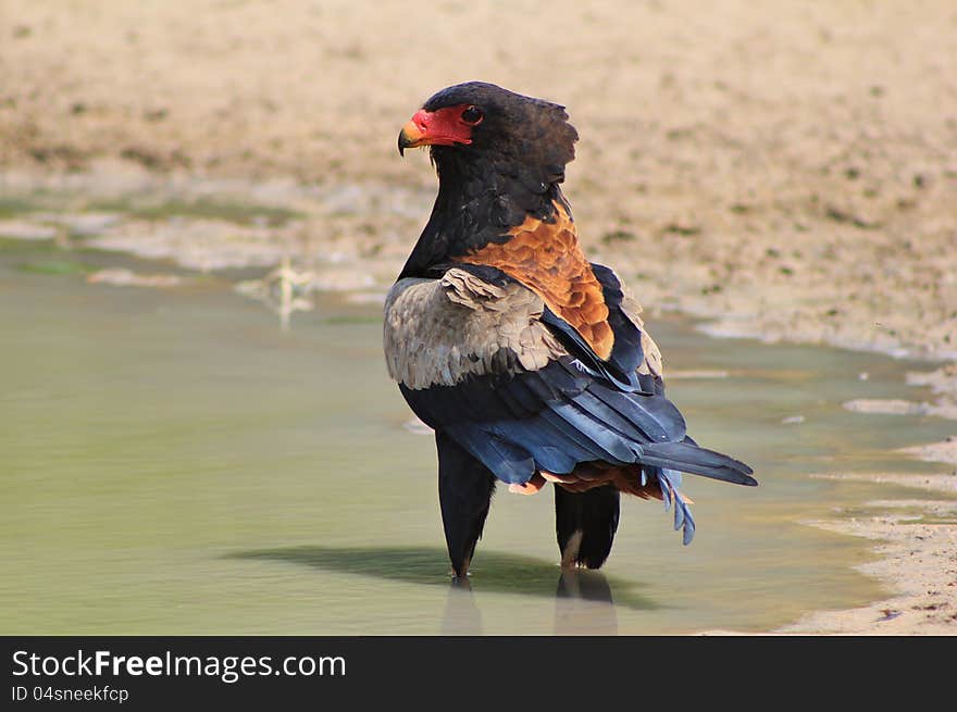 Eagle, Bateleur - Portrait of the Proud