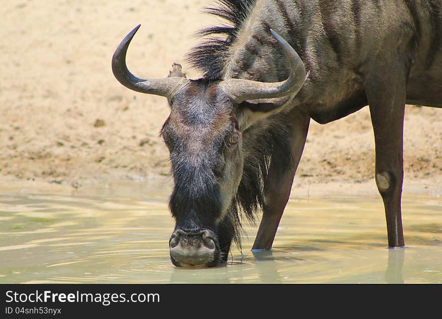 A female Blue Wildebeest at a watering hole in Namibia, Africa. A female Blue Wildebeest at a watering hole in Namibia, Africa.