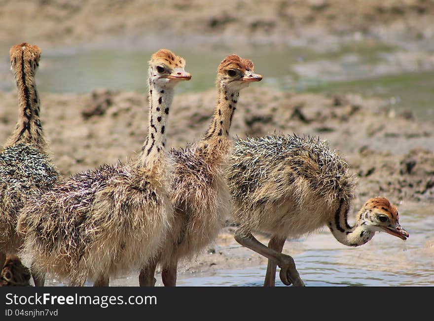 Baby Ostrich chicks drinking water. Photo taken on a game ranch in Namibia, Africa. Baby Ostrich chicks drinking water. Photo taken on a game ranch in Namibia, Africa.