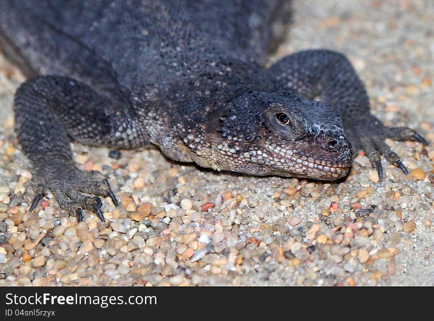 Close Up Detail Of Large Poisonous Desert Lizard. Close Up Detail Of Large Poisonous Desert Lizard