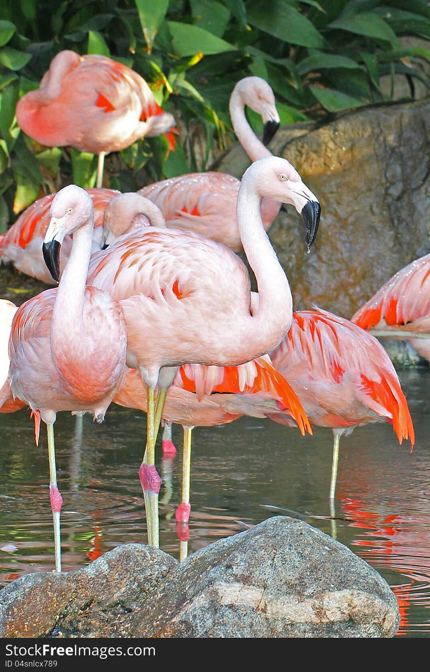 Pink Flamingo Group Standing In Water