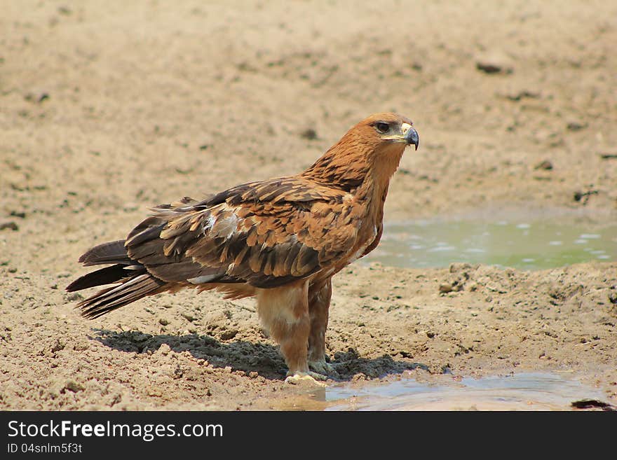 An adult Tawny Eagle at a watering hole in Namibia, Africa. An adult Tawny Eagle at a watering hole in Namibia, Africa.