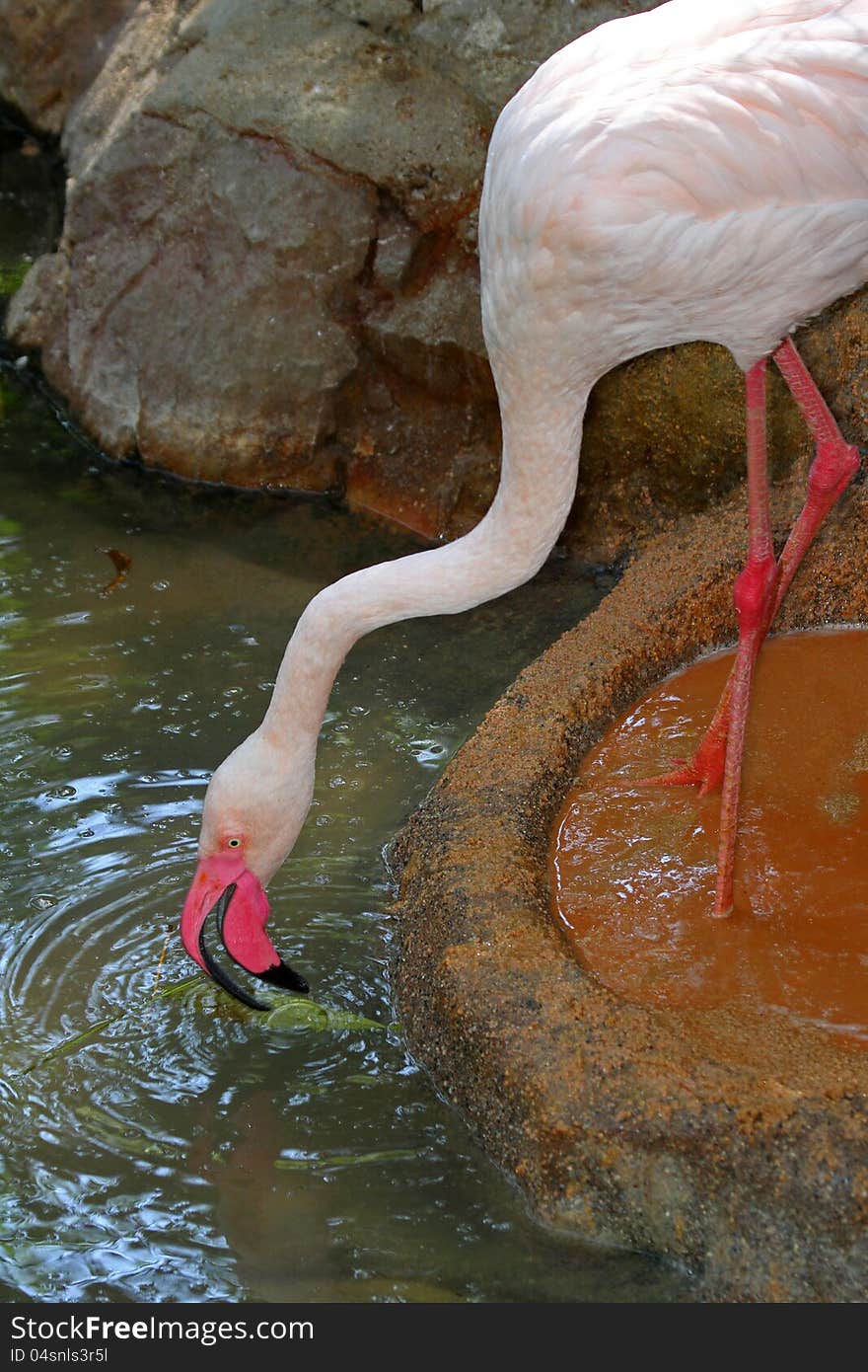 Flamingo