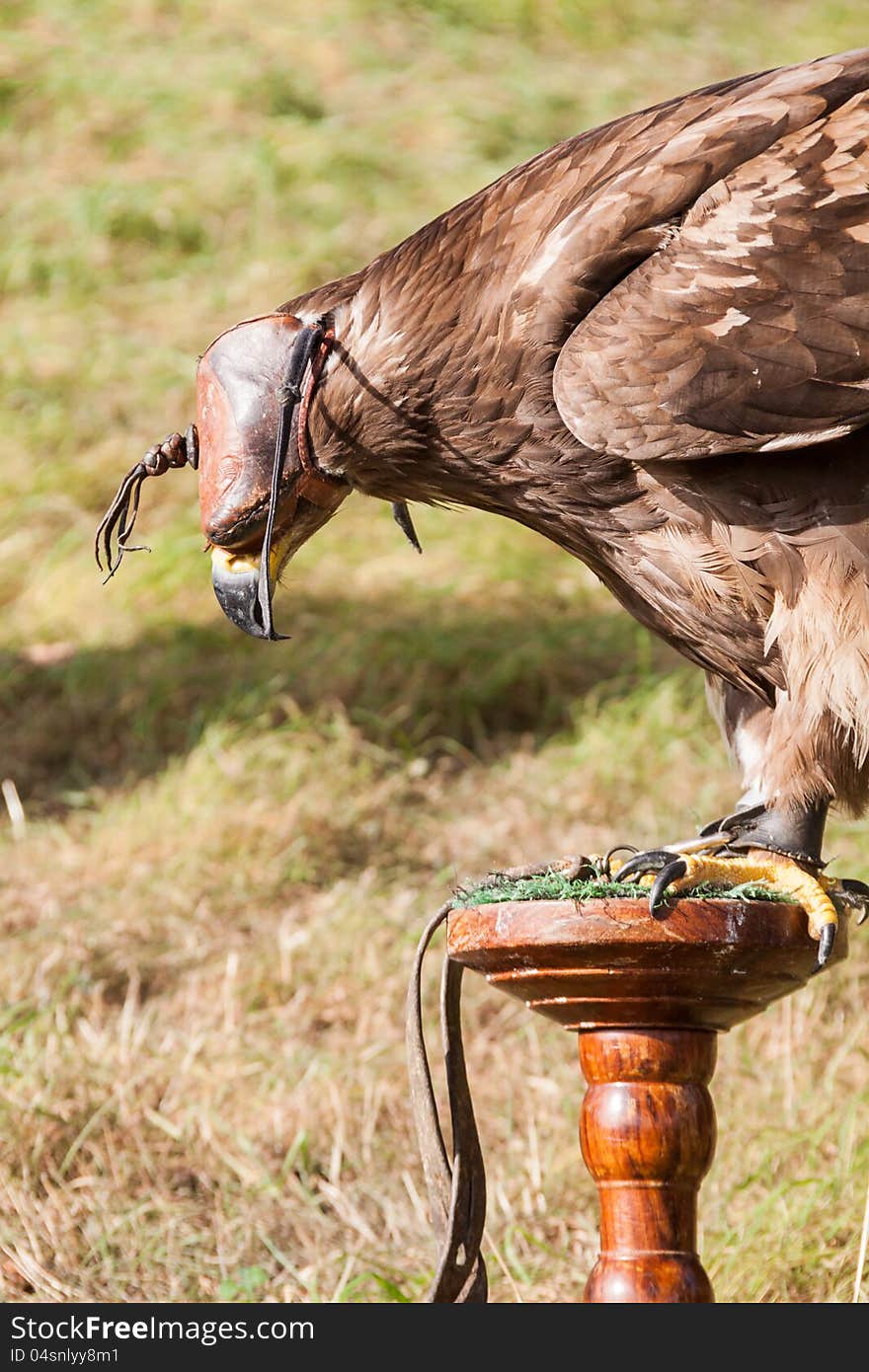 Hawk with mask during training