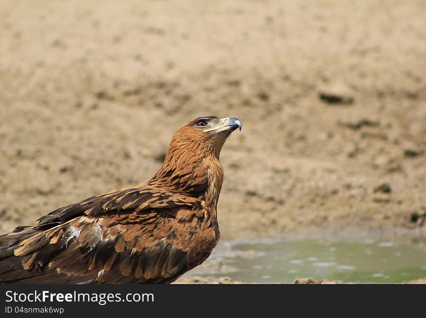 An adult Tawny Eagle at a watering hole in Namibia, Africa. An adult Tawny Eagle at a watering hole in Namibia, Africa.