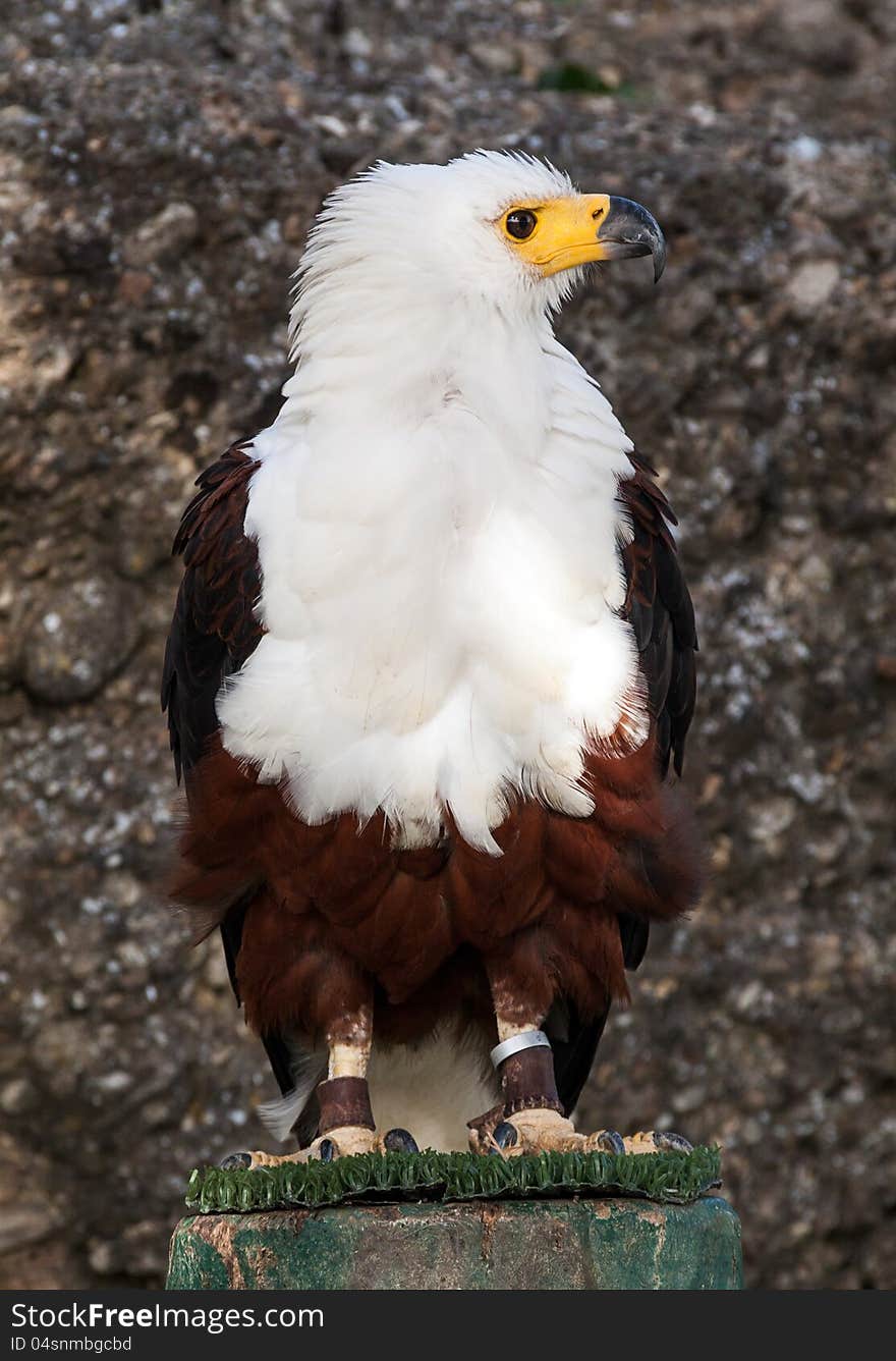 African Fish Eagle (Haliaeetus Vocifer), South Africa