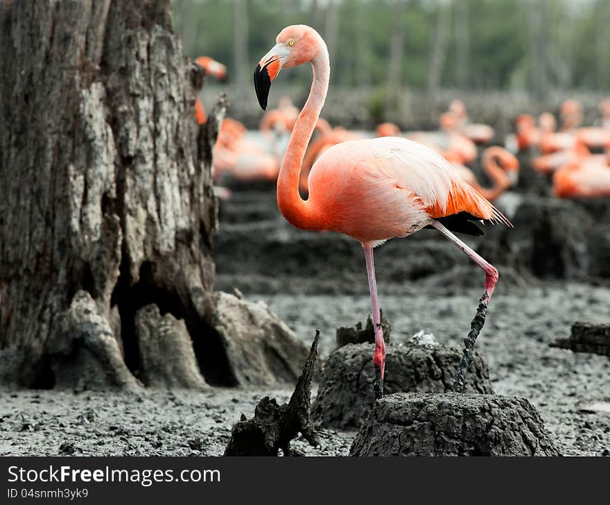 Colony of Great Flamingo the on nests. Rio Maximo, Camaguey, Cuba. Colony of Great Flamingo the on nests. Rio Maximo, Camaguey, Cuba.