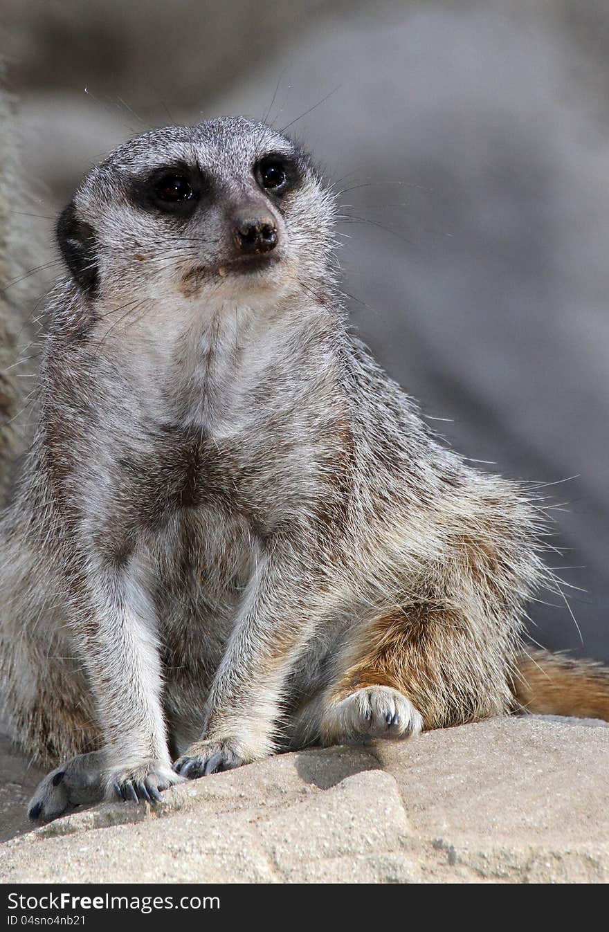 Meerkat