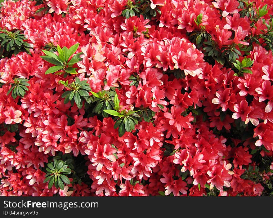 Red flowering of a bush of the Azalea in a spring Japanese garden. Background. Red flowering of a bush of the Azalea in a spring Japanese garden. Background.