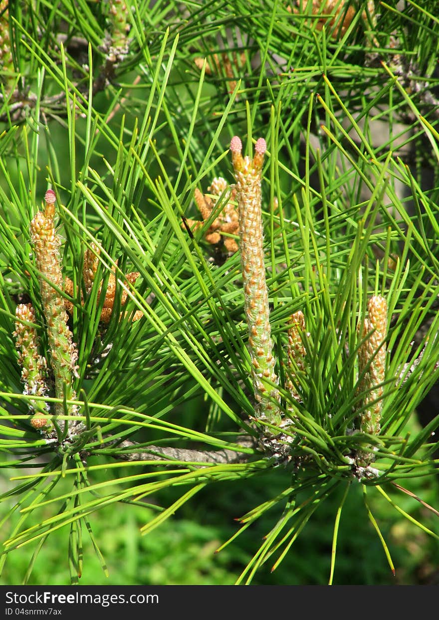 Young spring escapes of a pine and green needles on branches in a Japanese garden. Young spring escapes of a pine and green needles on branches in a Japanese garden.