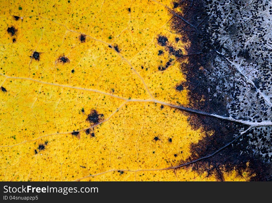 Yellow leaf of an aspen with streaks. Close up. Autumn coloured leaf macro shot. Yellow leaf of an aspen with streaks. Close up. Autumn coloured leaf macro shot