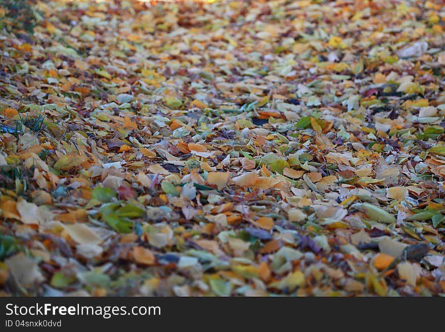 Yellow leaves
lie on the ground. Yellow leaves
lie on the ground