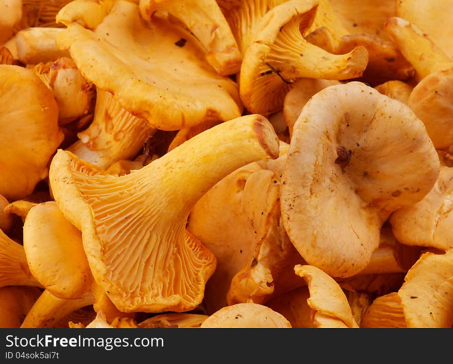 Background of Perfect Fresh Raw Chanterelles closeup