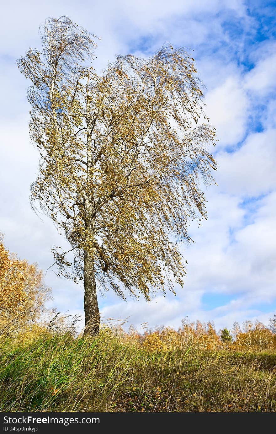 Autumn scene. Onset of wind. Autumn scene. Onset of wind