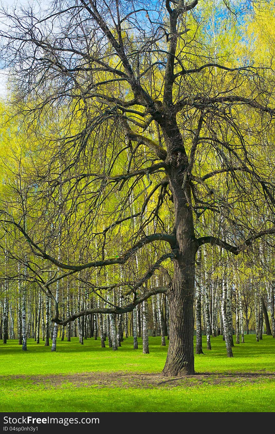 Old dark tree against turning green birches. Old dark tree against turning green birches