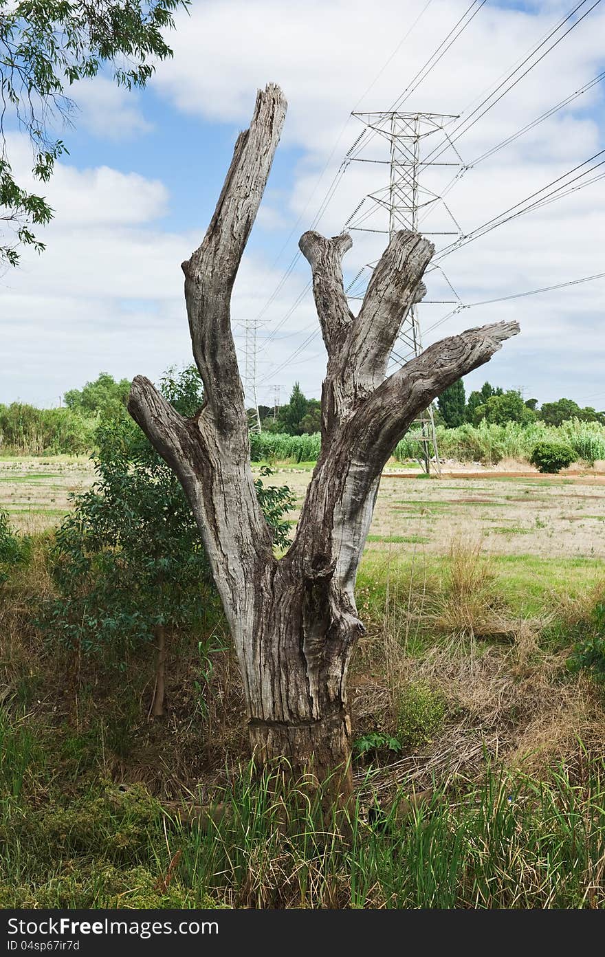 Old dead tree and high voltage power line as ecological concept