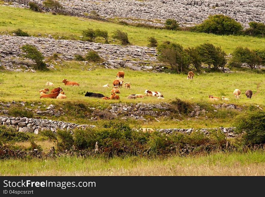 Cows on the meadow in Ireland