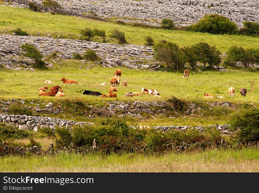 Cows on the meadow