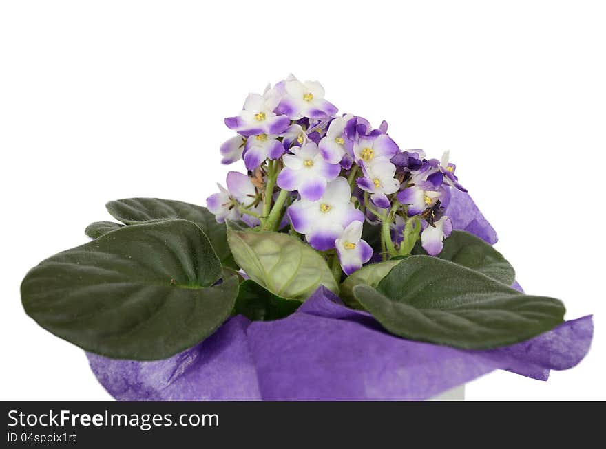 Isolated violet flower in pot