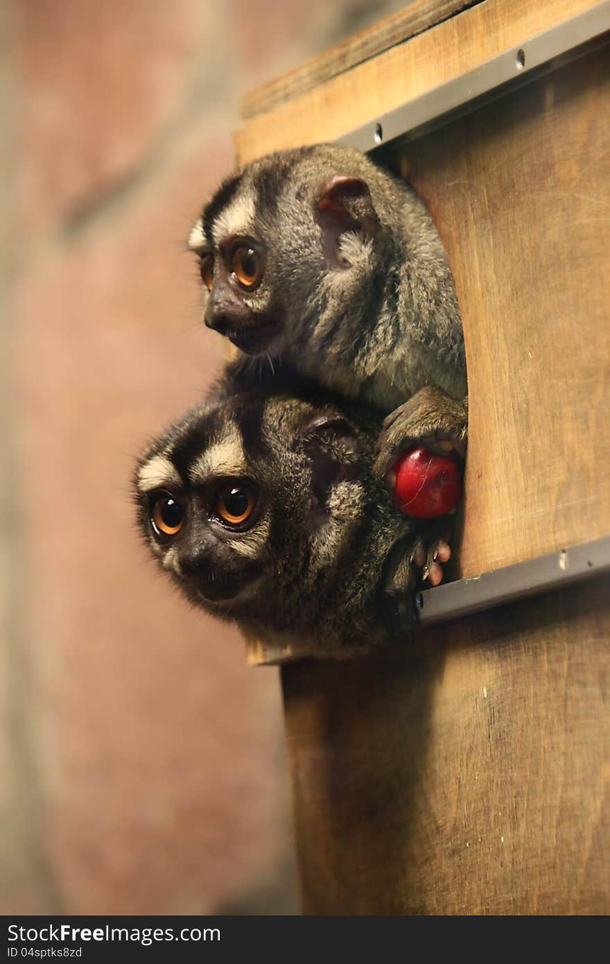 Ring-tailed Lemur