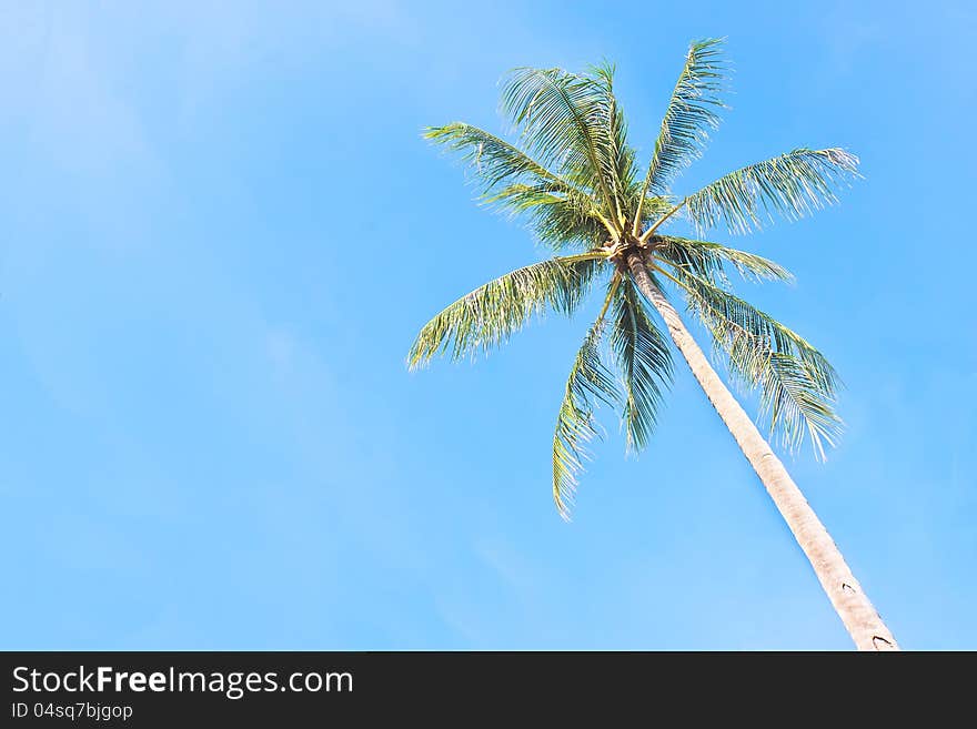 Hight coconut tree under a clear and blue tropical sky