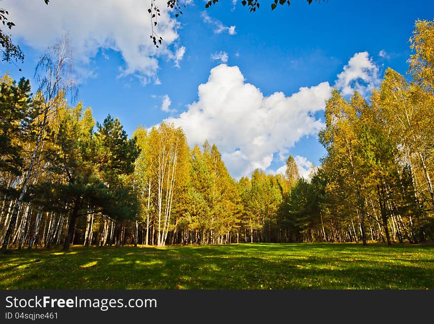 Woodland scene