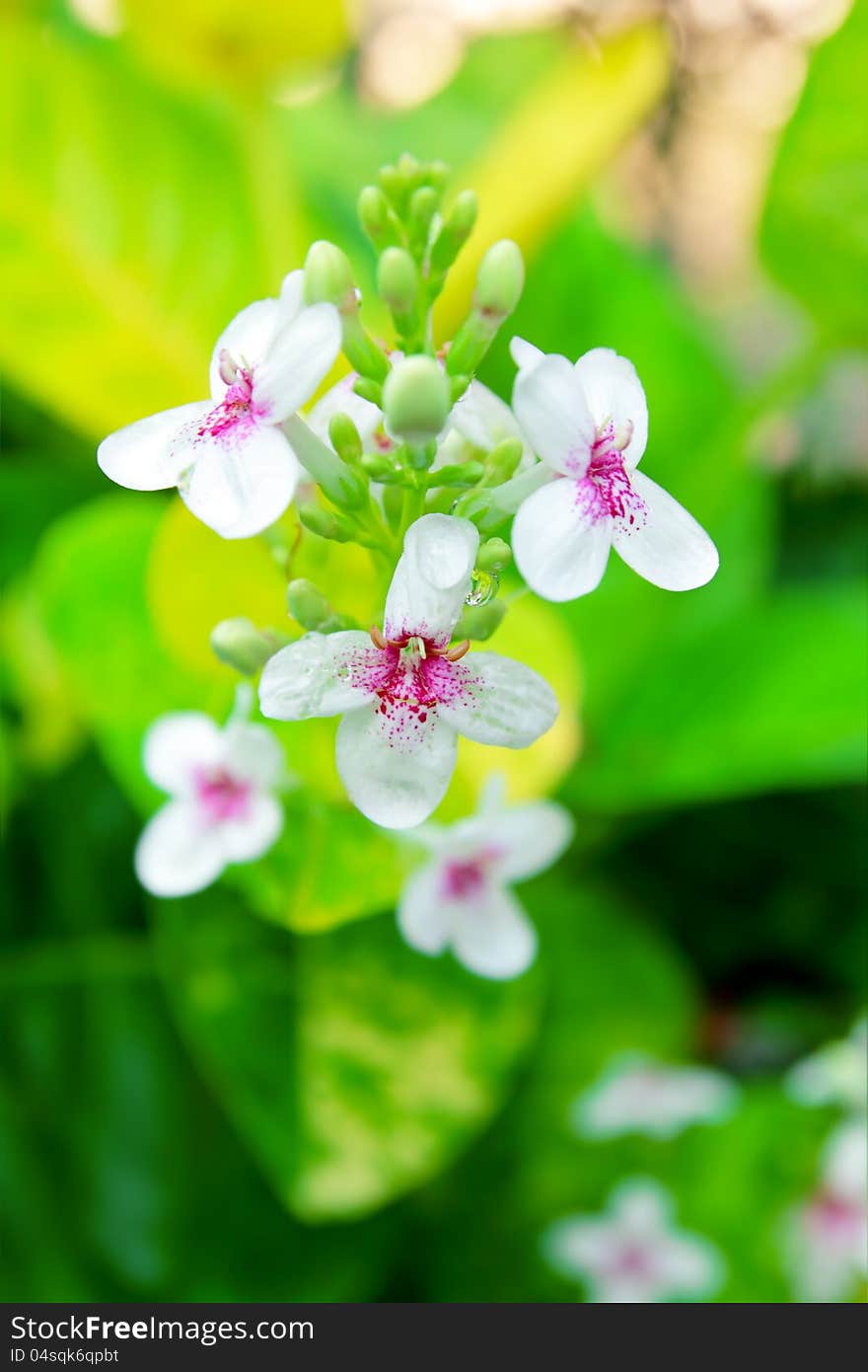 Beautiful wildflower green nature background. Beautiful wildflower green nature background