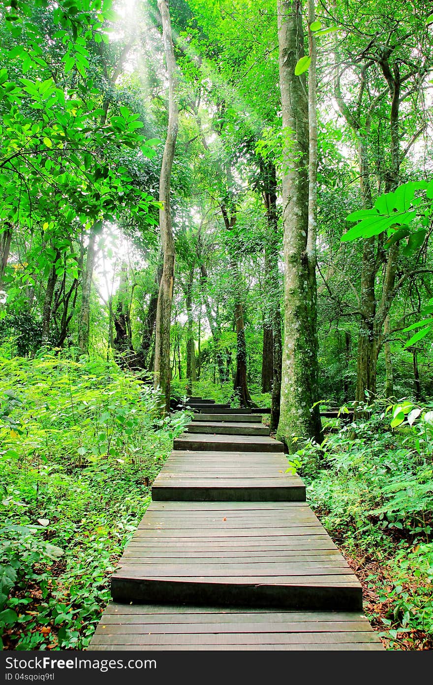 Pathway In The Forest Park