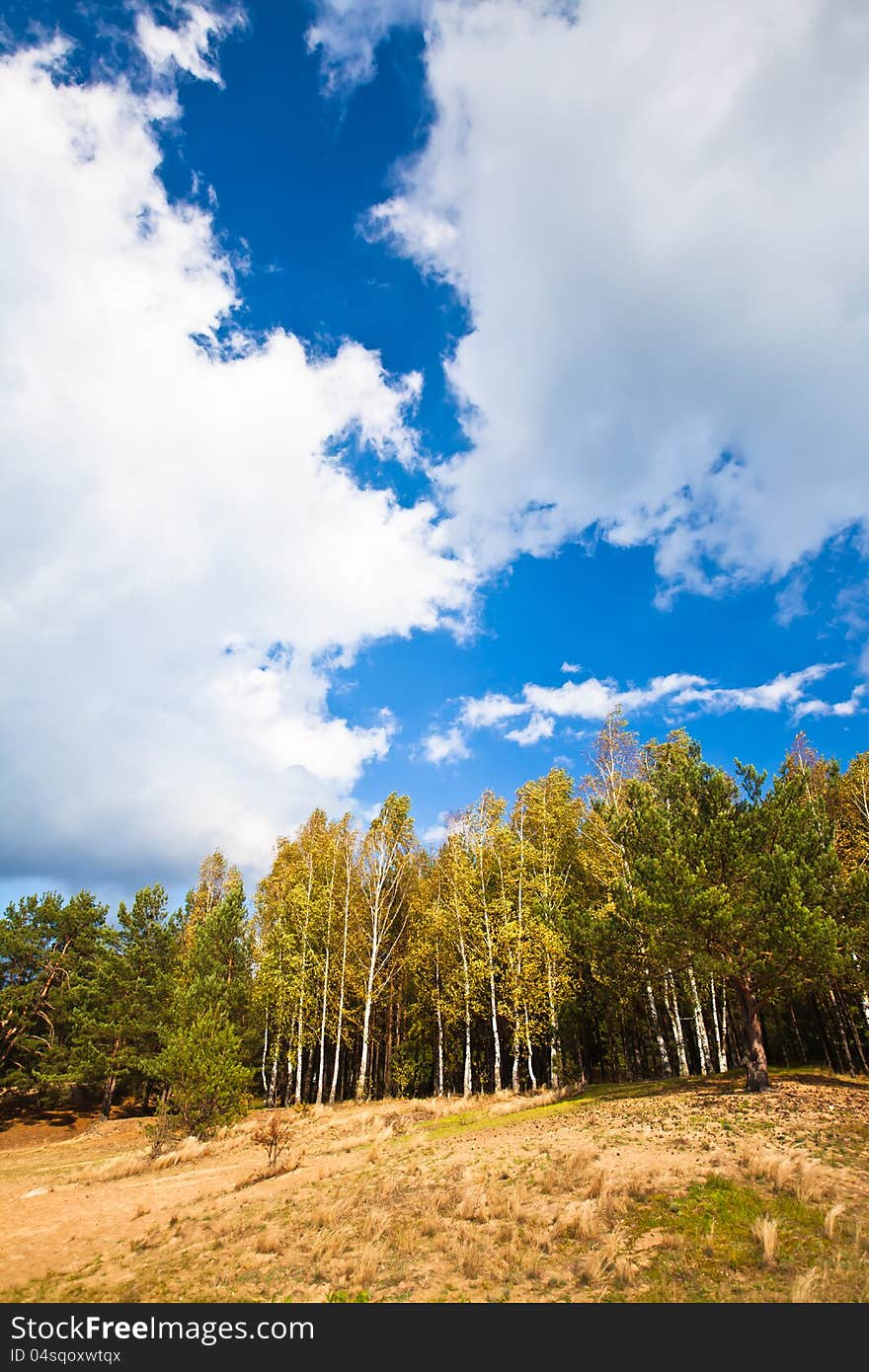 Woodland scene