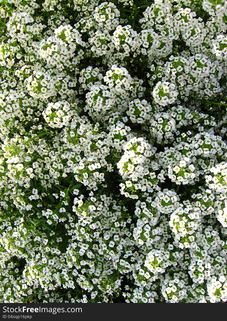 A lot of white flowers on the bed