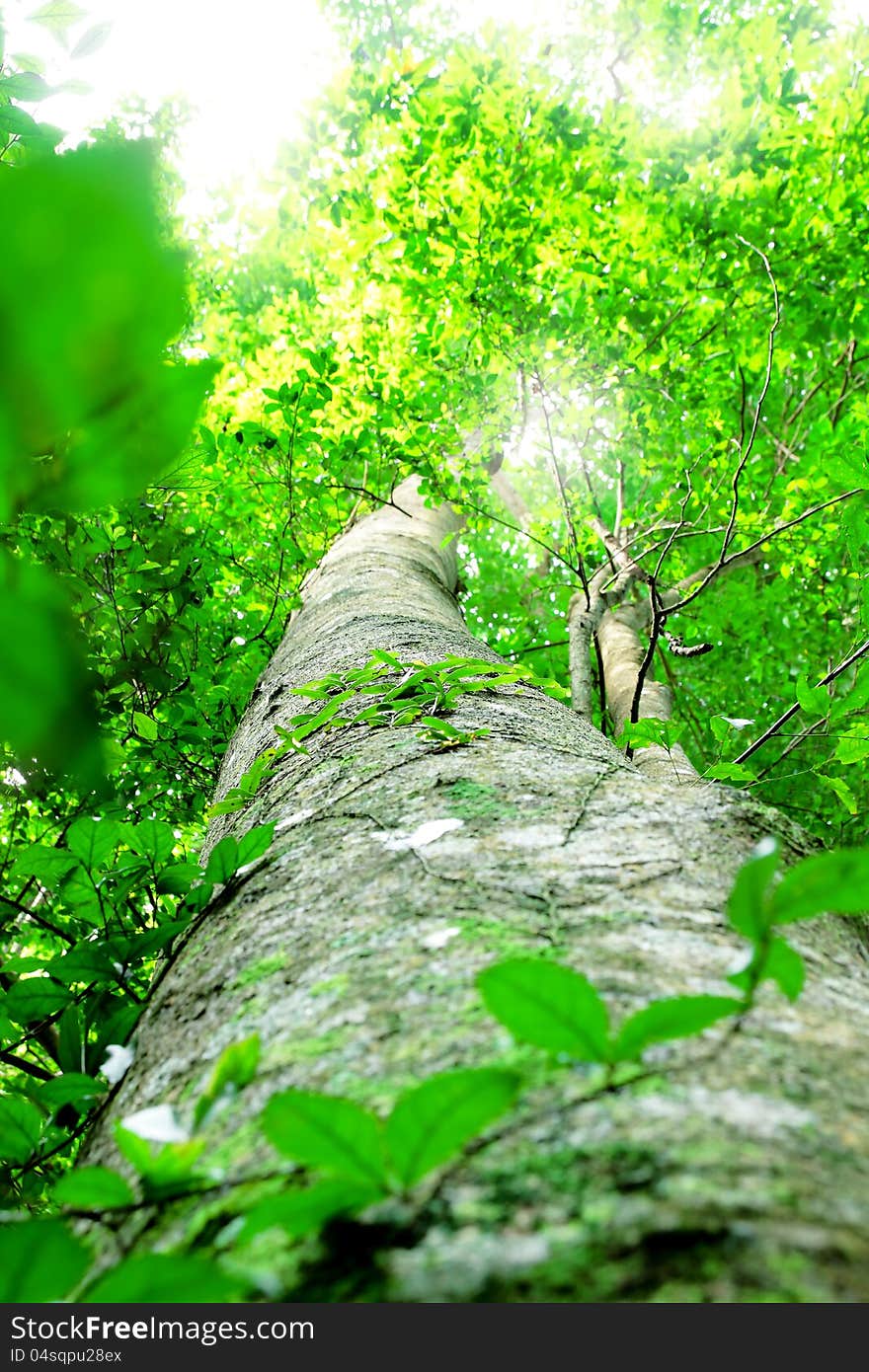 Beautiful tree forest,green nature background