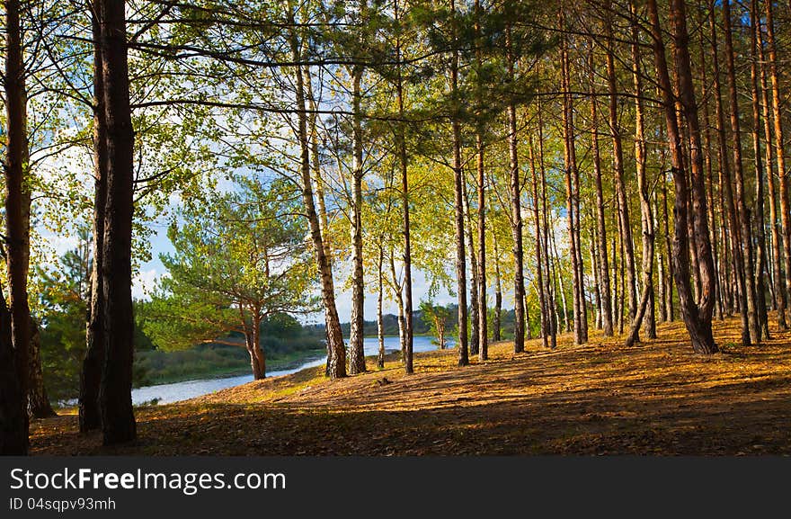 Forest Landscape with River