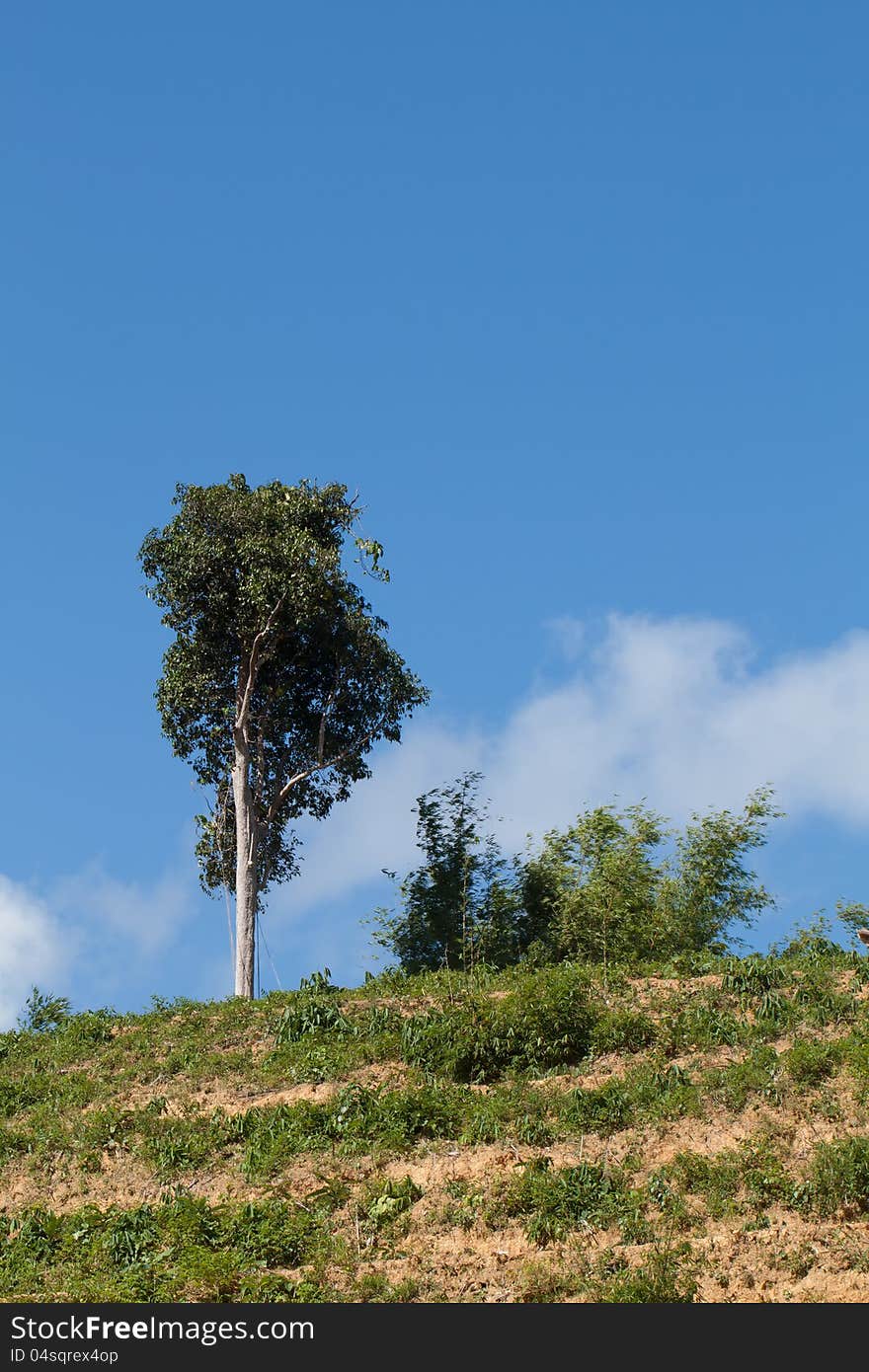 One tree on hill and blue sky background