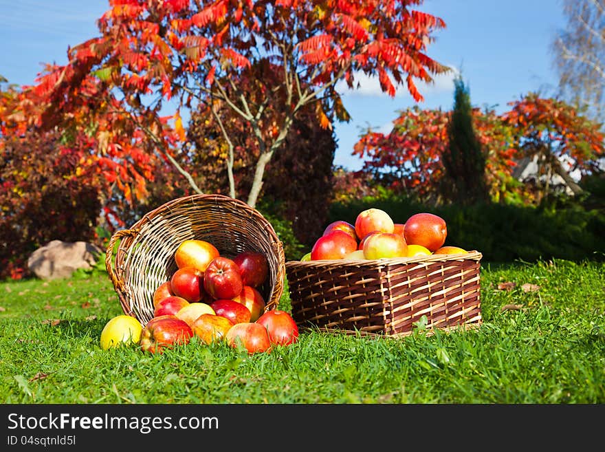 Red Apples In A Basket