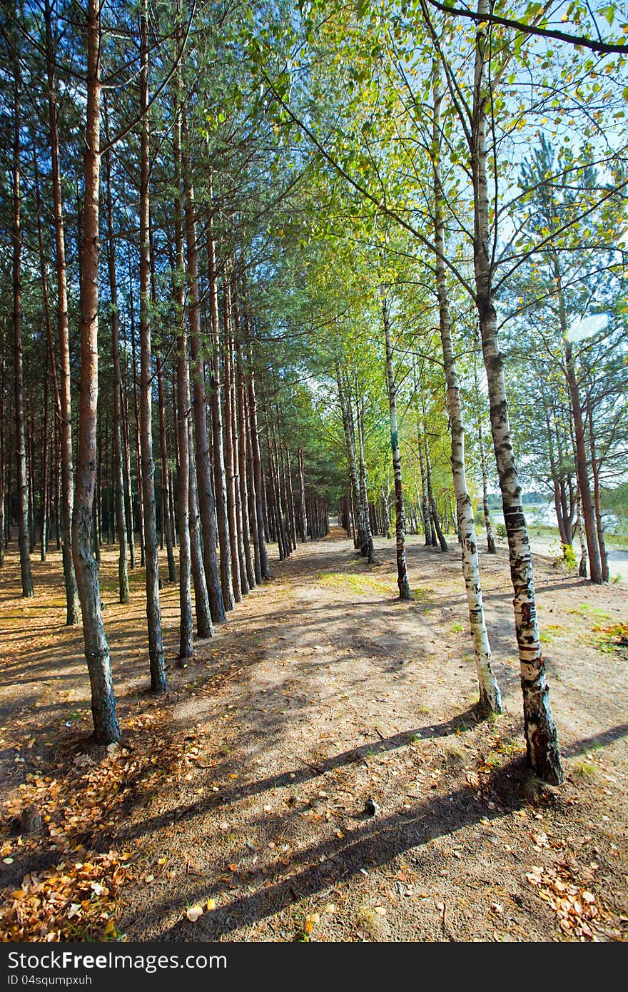 Birch and pine trees