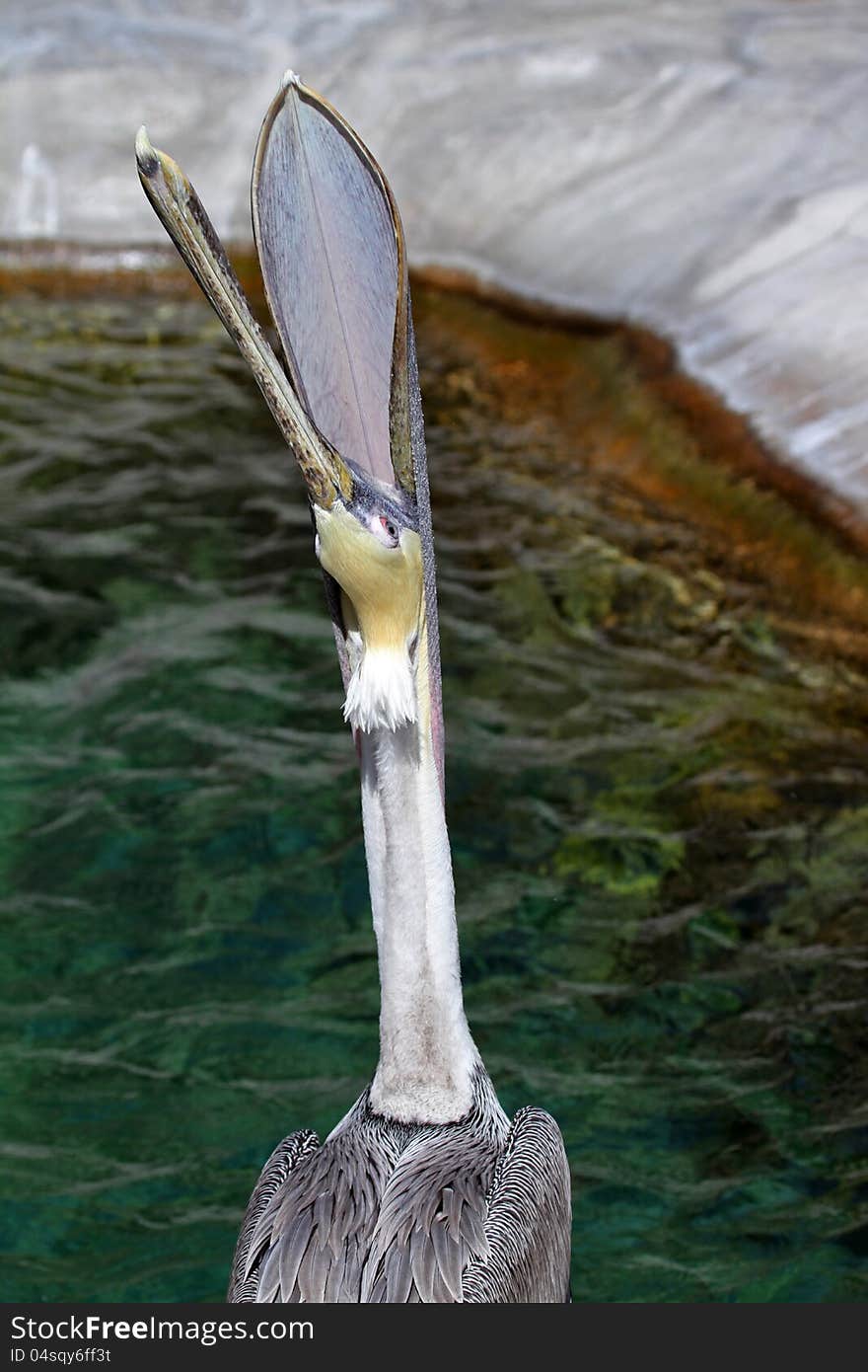 Brown Pelican With Head Up And Open Mouth