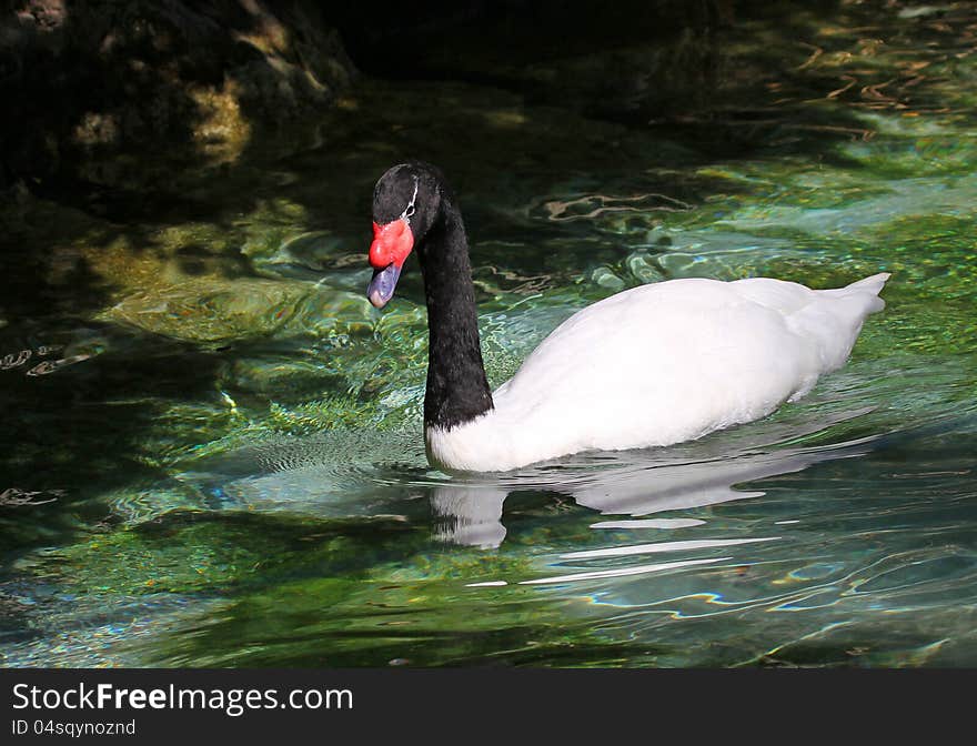 Black Neck Swan Swimming In Green Water