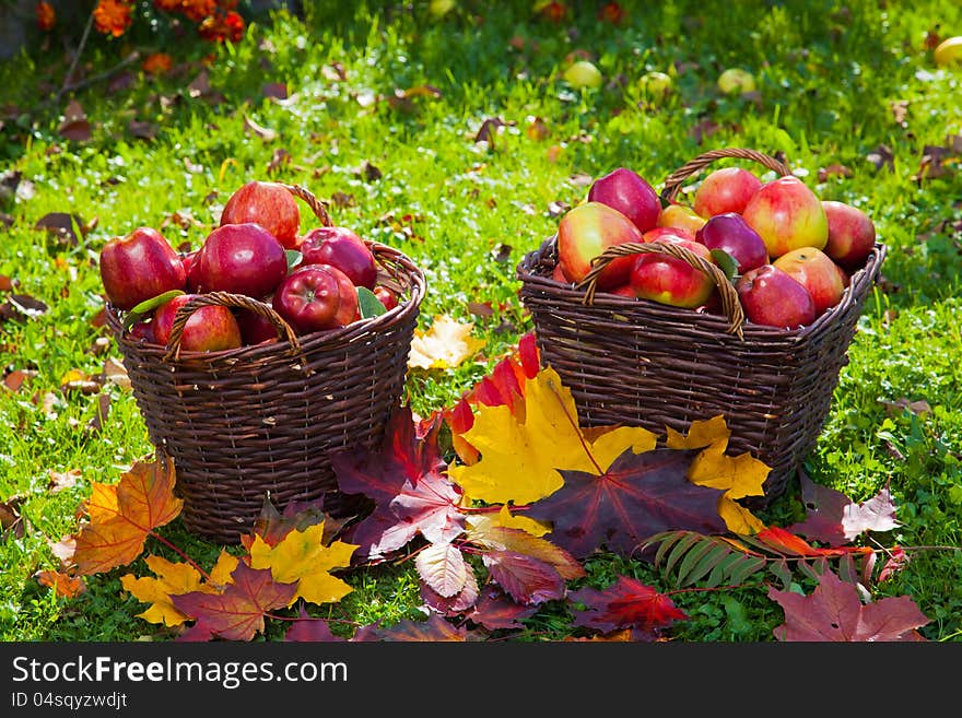 Basket with red apples