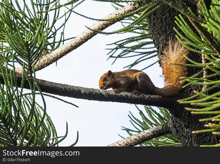 Asian red tree squirrel