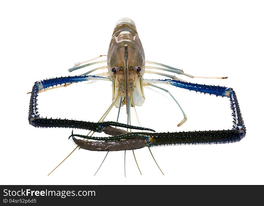 Giant Freshwater Prawn (Macrobra chium rosenbergii de Man) on white background