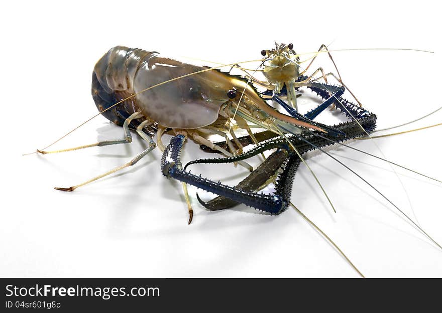 Giant Freshwater Prawn (Macrobra chium rosenbergii de Man) on white background