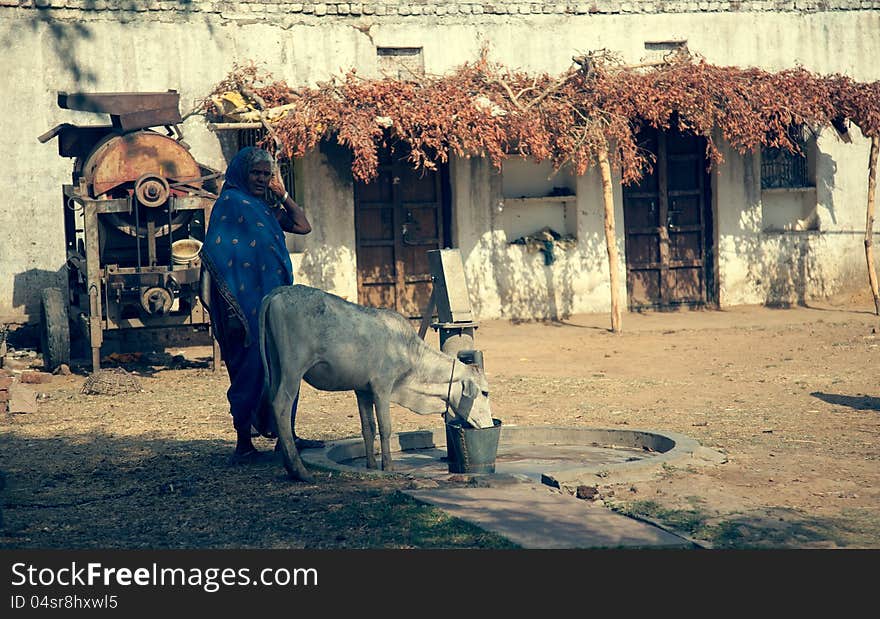 Old indian senior female with cow in noon