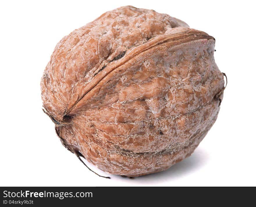 Fresh walnut