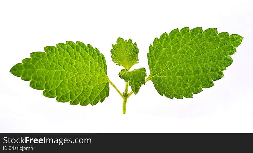 Macro details on a single macro leaf. Macro details on a single macro leaf