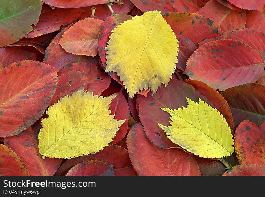 Autumn leaves alder and black crane