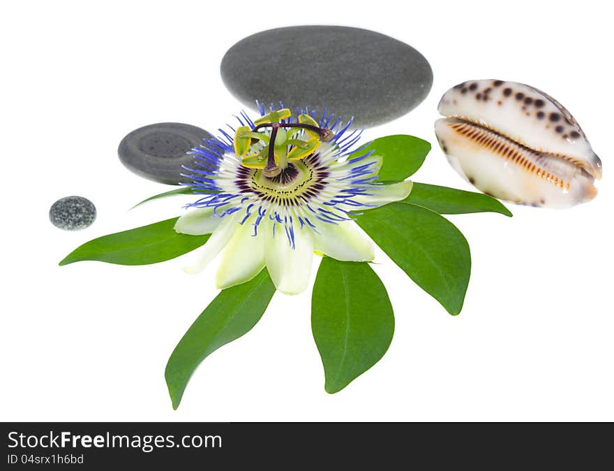 Passionflower flower with stones and cockleshells on a leaf, on the white