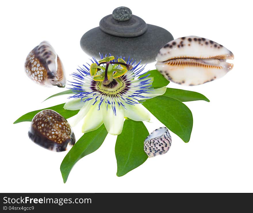 Passionflower flower with cockleshells and stones